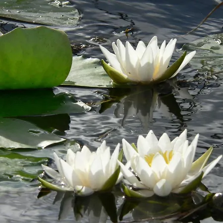 Apartment Lavender Hévíz