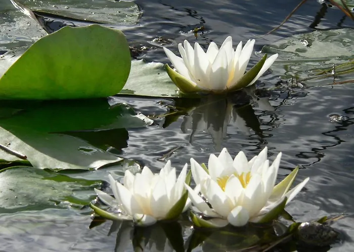 Appartamento Lavender Hévíz